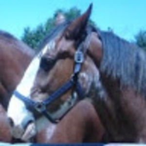 Meet your Posher, Kyra